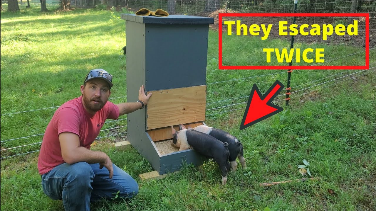 PIGLETS FIRST TIME IN ELECTRIC FENCE - Update on DIY pig feeder and water system