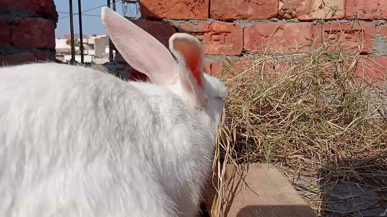 My cute little bunny family vlog rest eating grass and  resting 