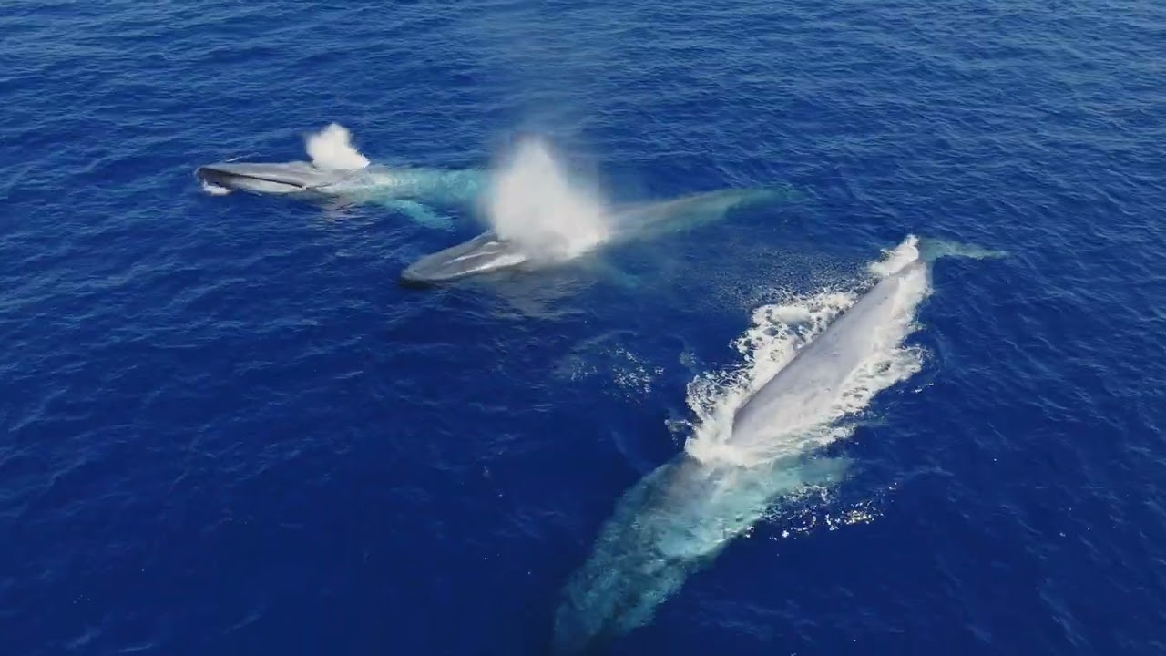 Blue Whales Form Large Groups and Play with Dolphins in San Diego (Nature Documentary Short 4k)