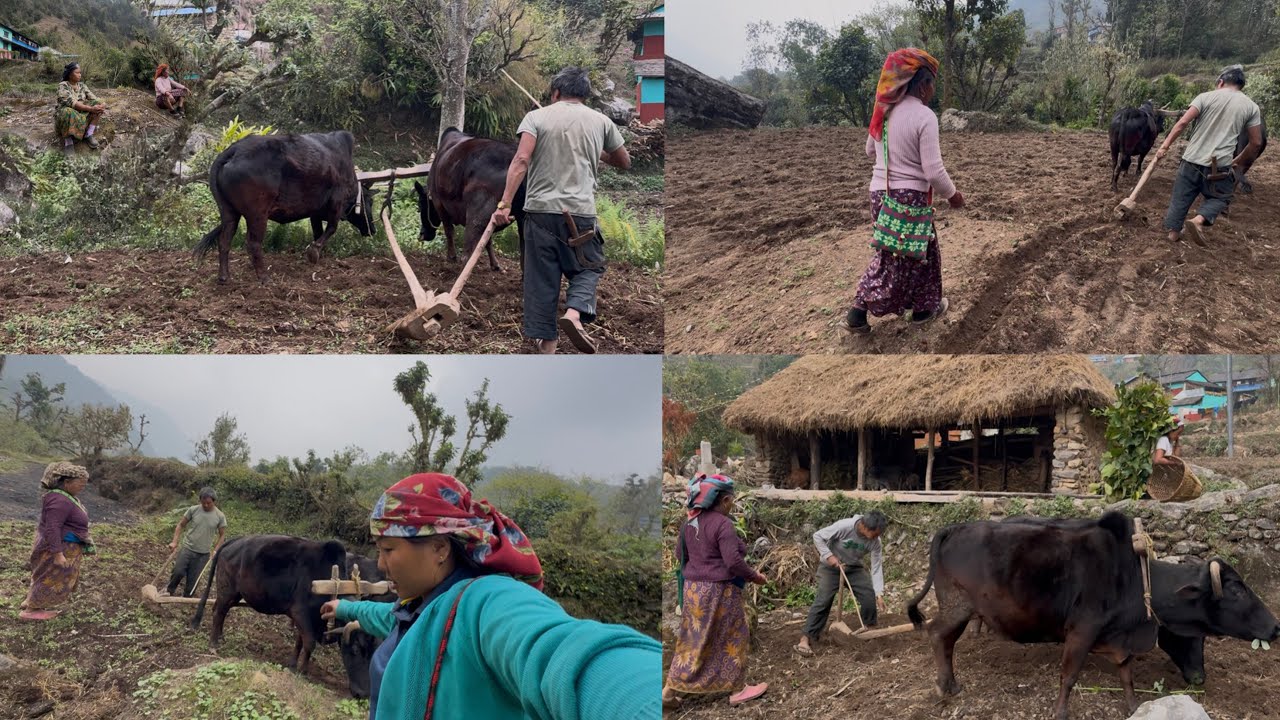 हलो भाचिएर बाबालाई तनाब भयो🥹हाम्रो तिर चैते मकै छर्न सुरु भयो अनि हजुरहरुको तिर#villagelife