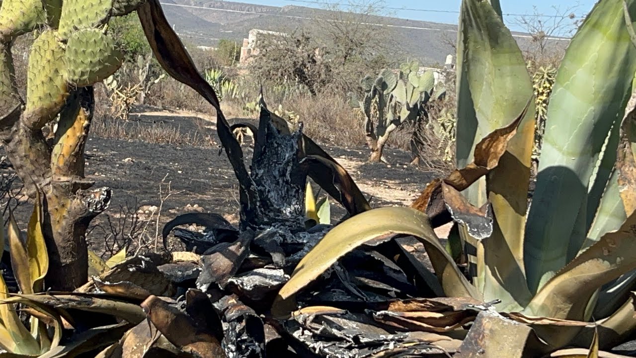 Quemaron los Magueyes para el pulque Guanajuato país México 