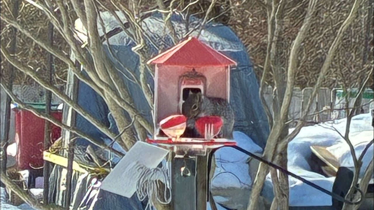 Let’s chat squirrels 