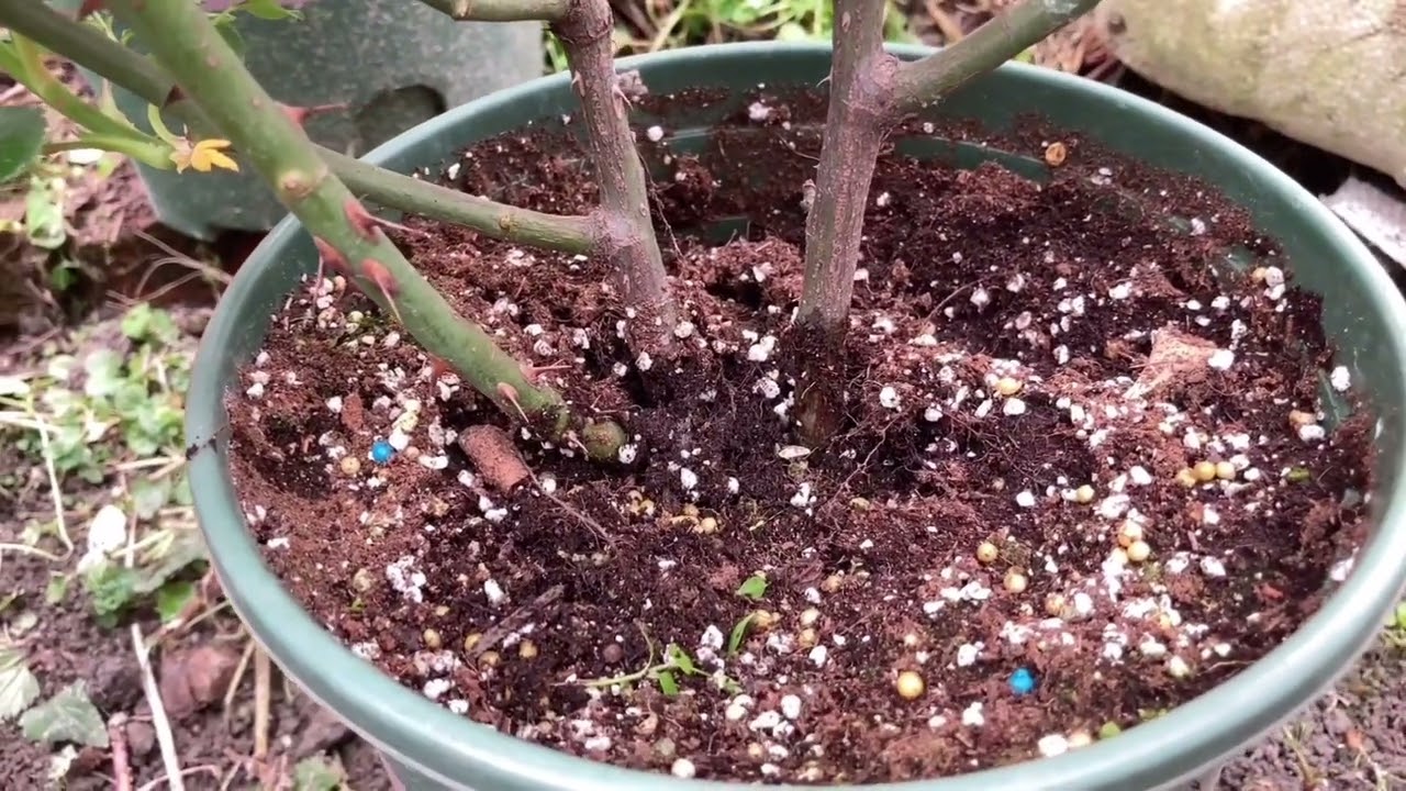 椰糠与园土谁更适合植物生长，有好处也有坏处，网友学到了