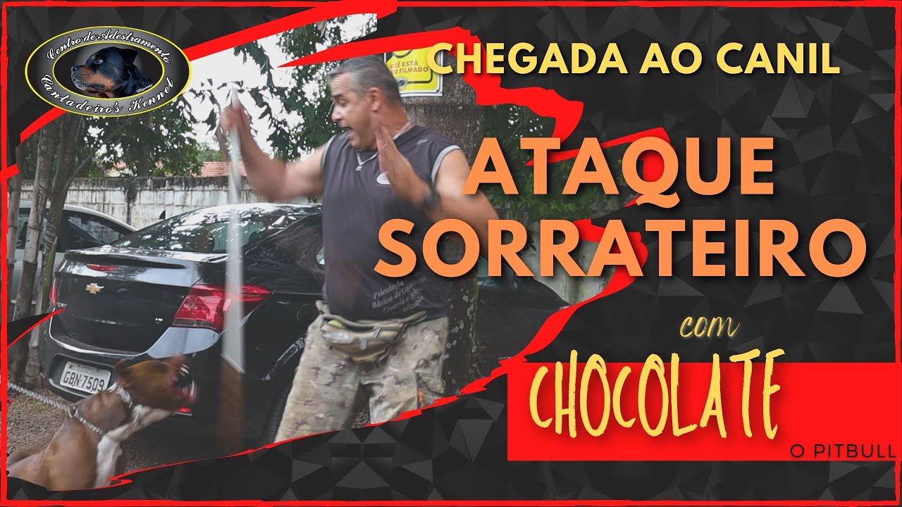 CHOCOLATE - Pitbull AGRESSIVO | Chegada ao Canil - Parte 1 | SERGIO CANTADEIRO