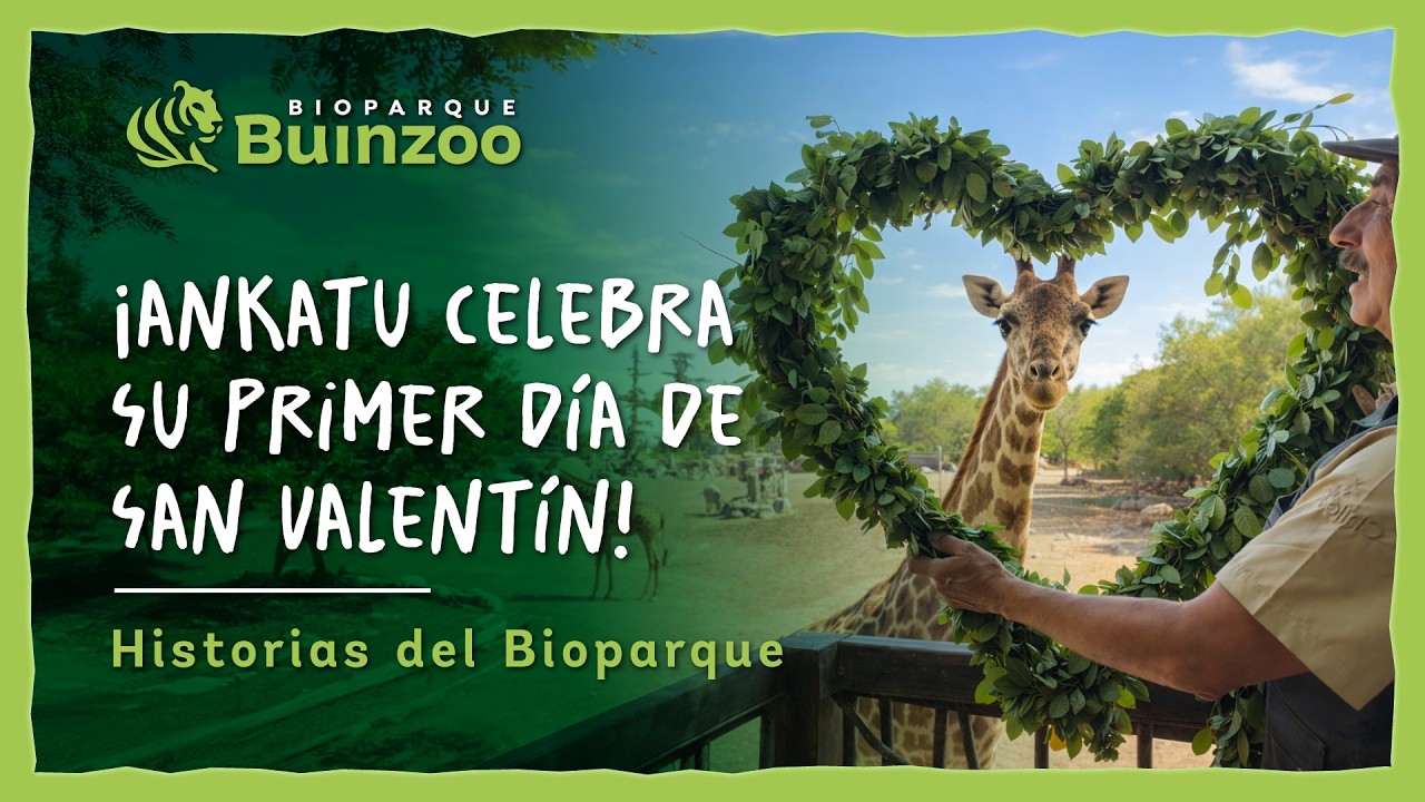 HISTORIAS DE BIOPARQUE - ANKATU CELEBRA SU PRIEMER DÍA DE SAN VALENTÍN