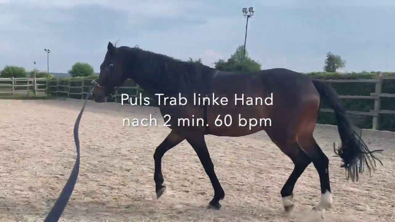 Pulsmessung f&uuml;r Pferde mit Polar Equine H10