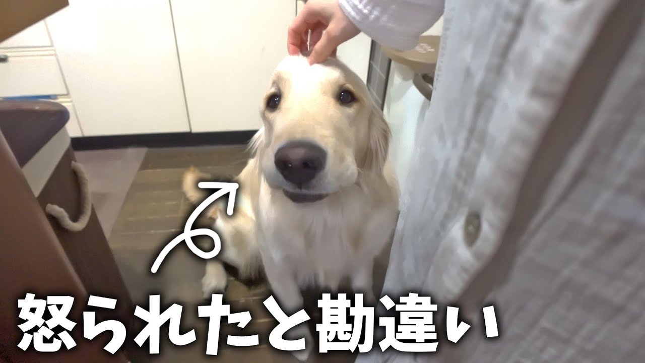 怒られたと勘違いして落ち込む愛犬が可哀想すぎるww
