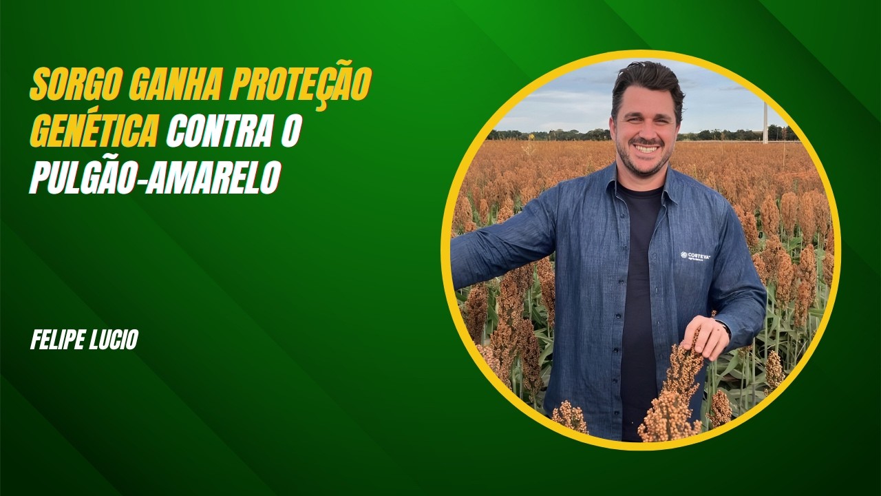 Sorgo ganha proteção genética contra o pulgão-amarelo