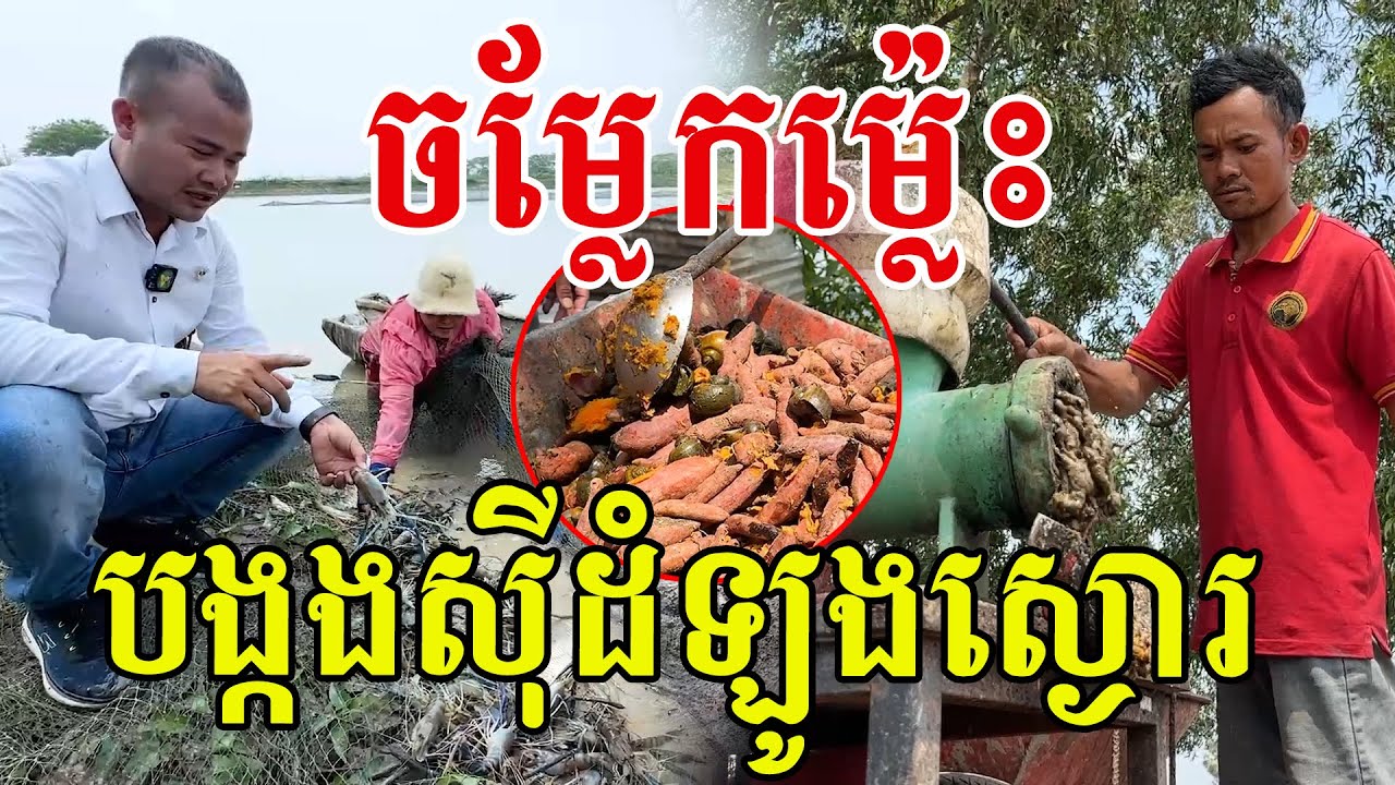 ចេះរកនឹកឃើញ ស្ងោរដំឡូងឱ្យបង្កង មើលទៅធម្មជាតិល្អណាស់