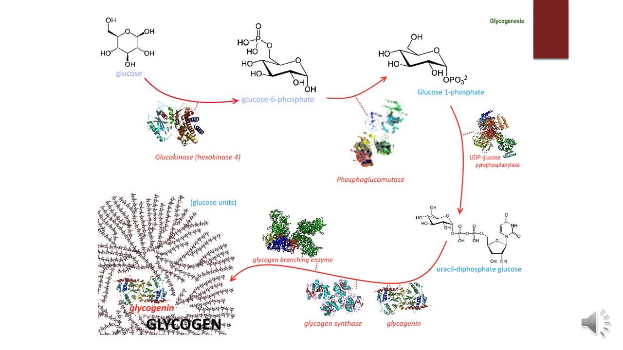 Biosynthetic and Detoxication Functions of the Liver