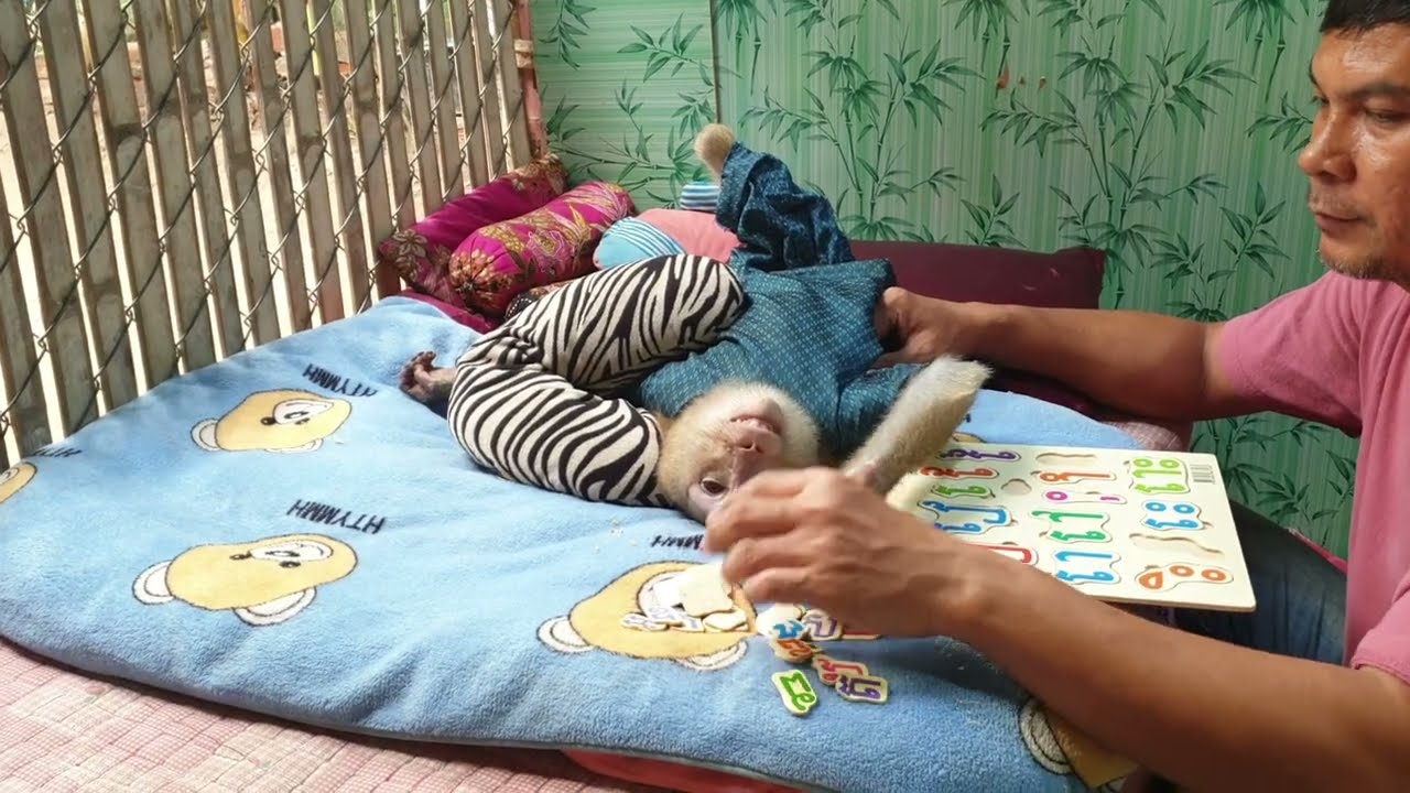 The daily life monkey Koko and Yoko family, what Koko doing to dad