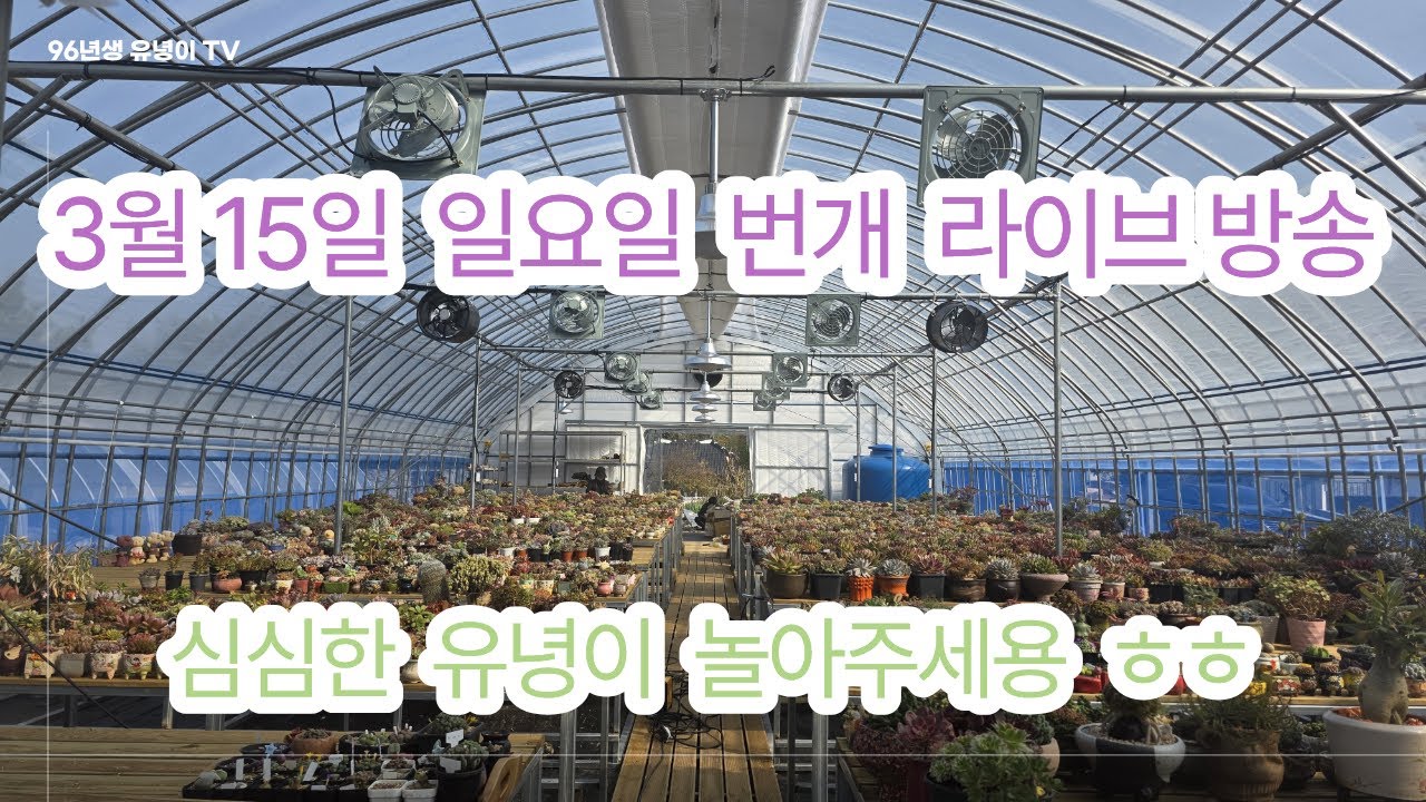 96년생유녕이tv🌵🌵 2026. 03. 15 번개라이브방송 #이쁜시여니다육tv