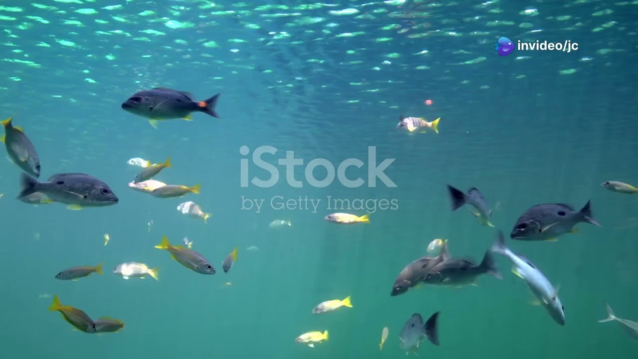 Caspian Sea Creatures: An In-Depth Look at Azerbaijan's Aquatic Life #cuteanimal #animalsasia