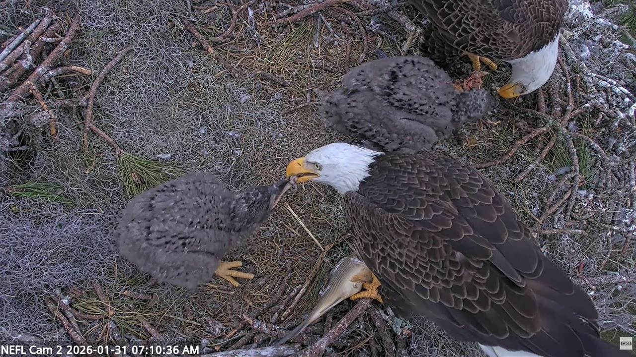 NEFL Cam: The pleasant family breakfast -- 2026 01 31