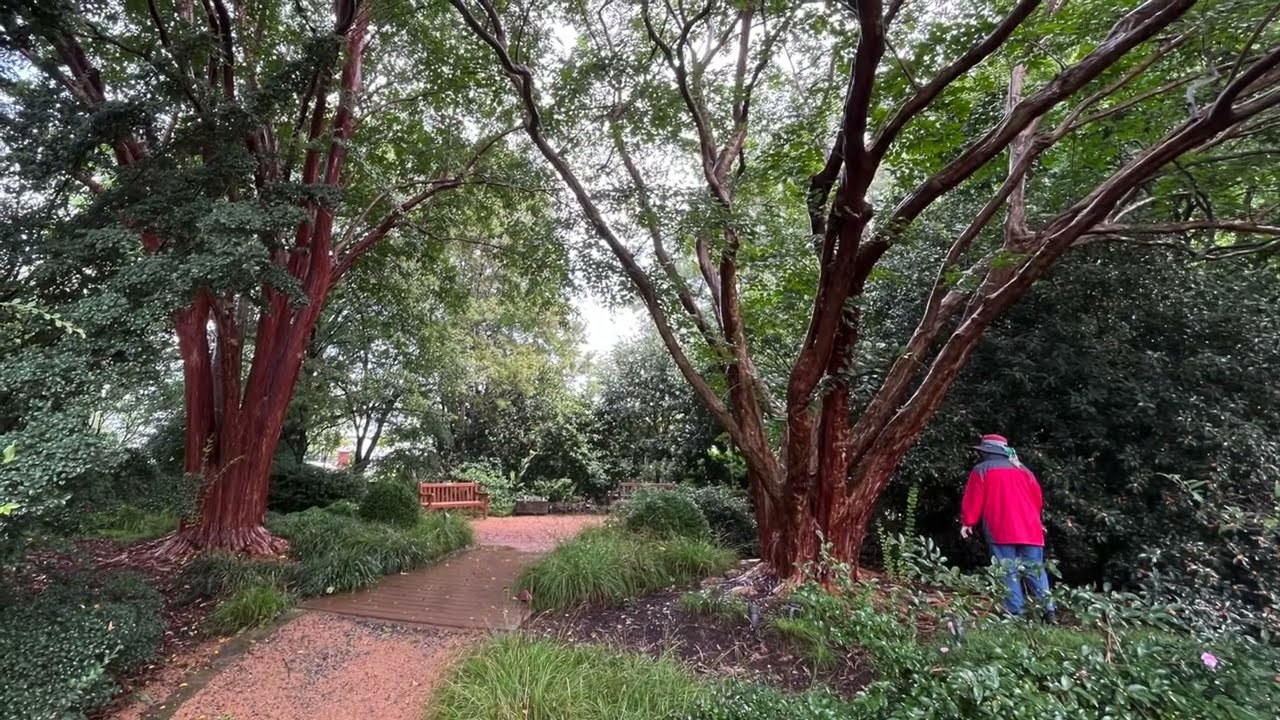 To Prune or Not to Prune: When to Prune Crape Myrtle Trees