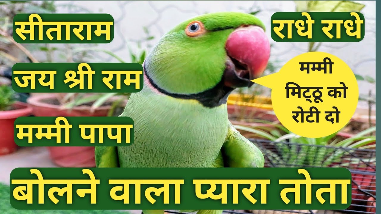 Amazing Talking Parrot | सीताराम, जय श्री राम, राधे राधे बोलने वाला तोता |🦜