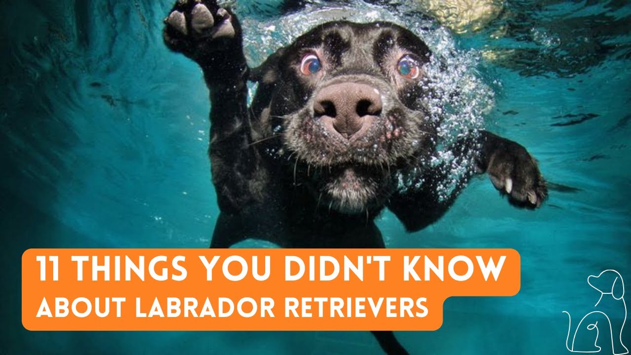 11 things you DIDN'T KNOW about LABRADOR RETRIEVERS