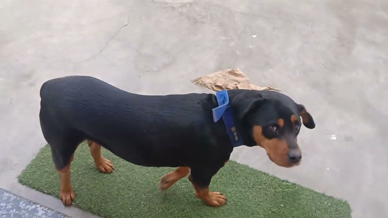 Dolly ghar rkha rhi hai 🐕😘#youtube #video #rottweiler #dog#lover 