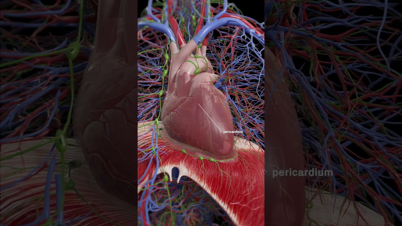 3d animation of the Pericardium  #meded #anatomy #3dmodel