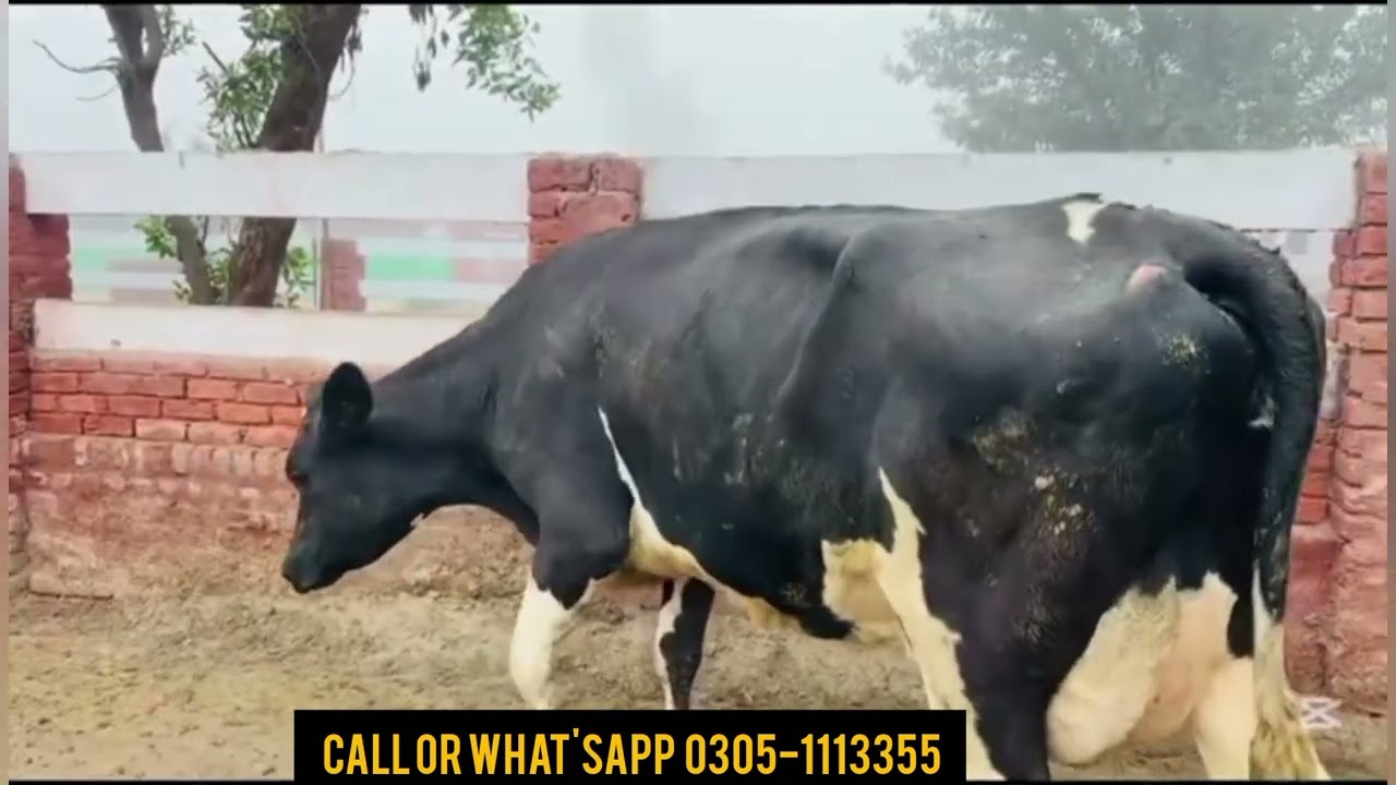 Zyada Doodh = Zyada Munafa | Best Cows for Dairy Business