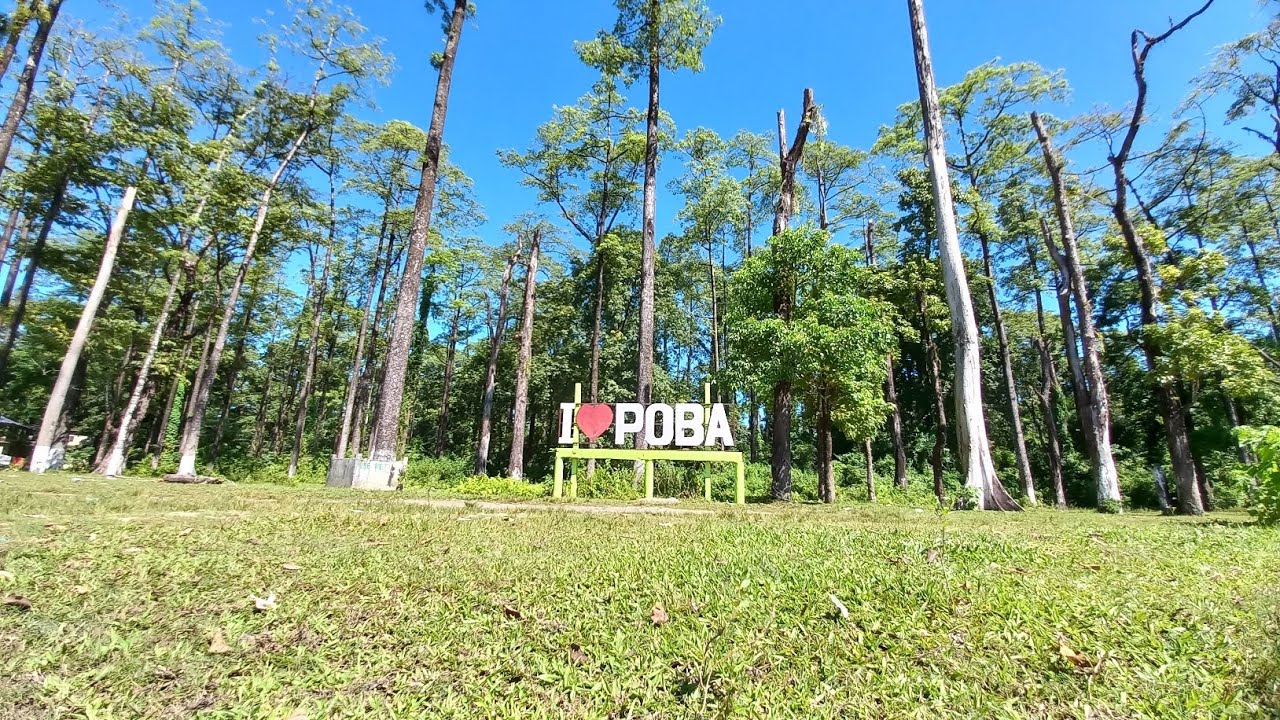 Inside the Poba Rain Forest Assam, A Proposed Wild Life Sanctuary #wildlife