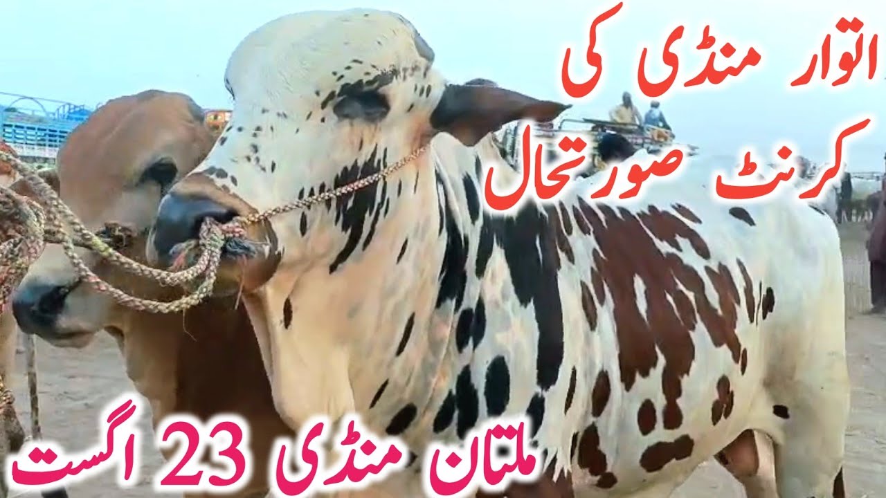 Multan Cattle Markeet Latest Update |  Qurbani & Kato Mall Rates | Global Village Farming 