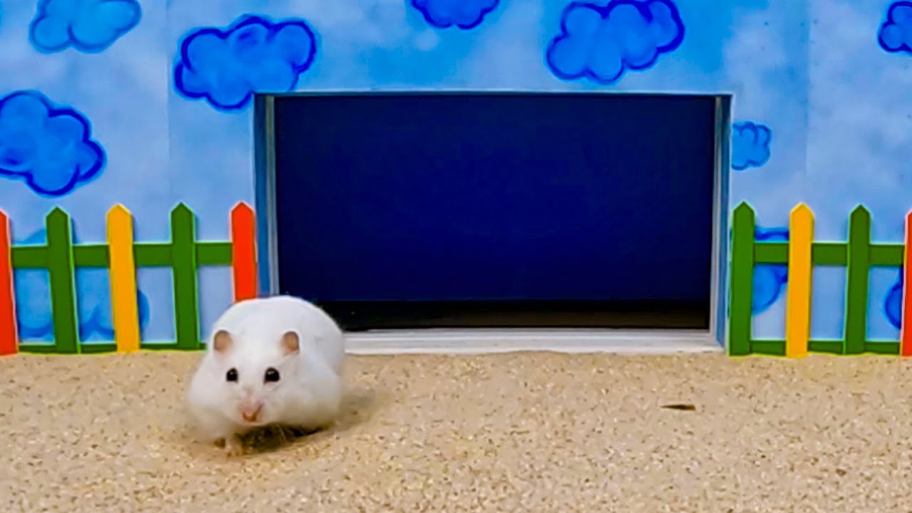 MIS MASCOTAS JUGARON AL JUEGO DEL CALAMAR EN LA VIDA REAL
