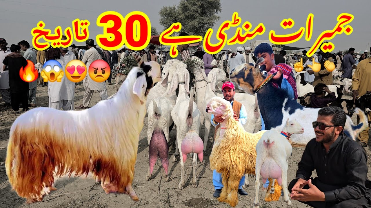 День Будды Бакра Манди 🔥? Какова будет цена 😱 بدھ منڈی Bakra Mandi Пакистан