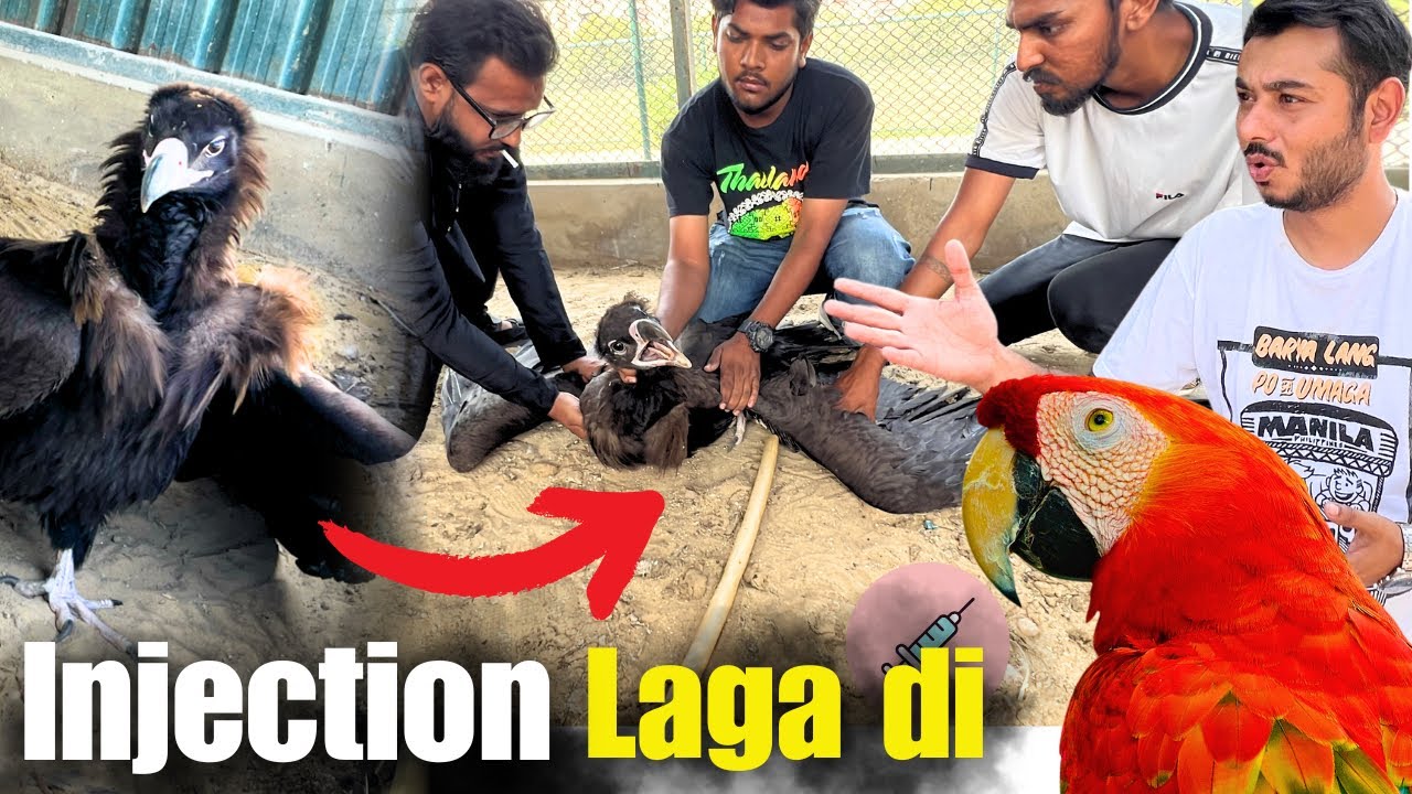 Vulture ko Injection laga dya or big parrot shift kar dye zoo me