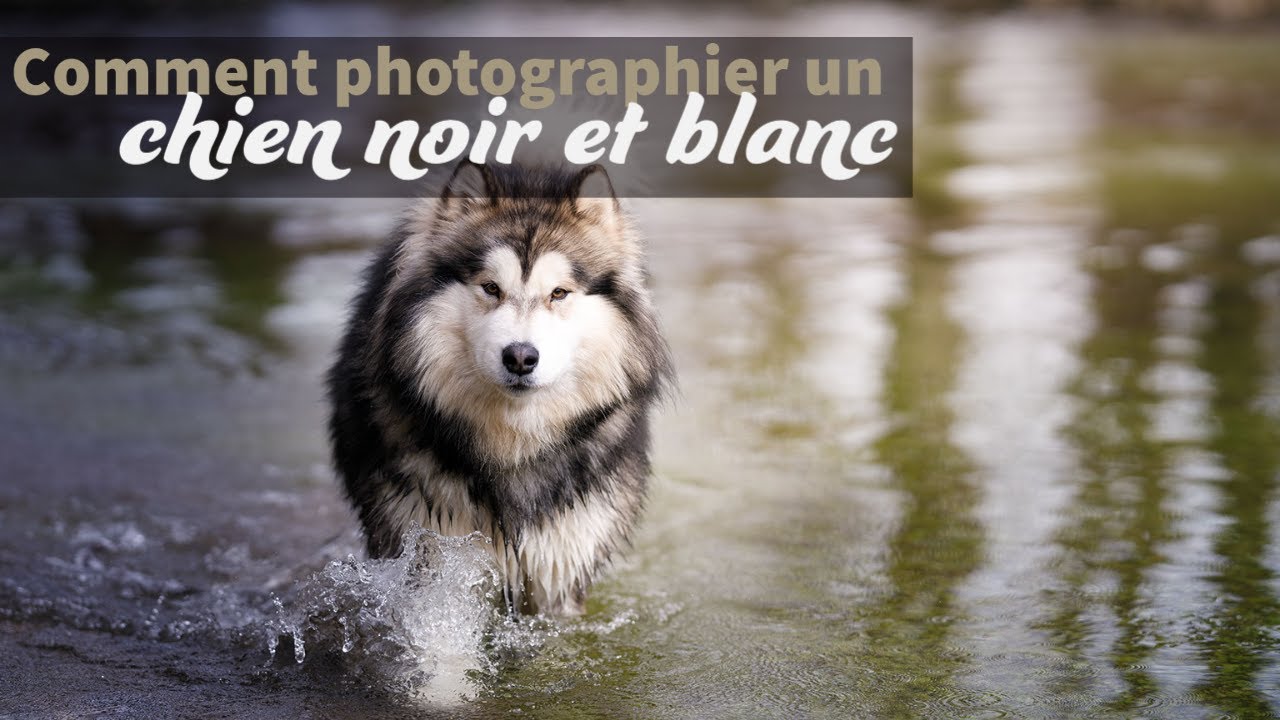 Comment photographier un chien noir et blanc ?