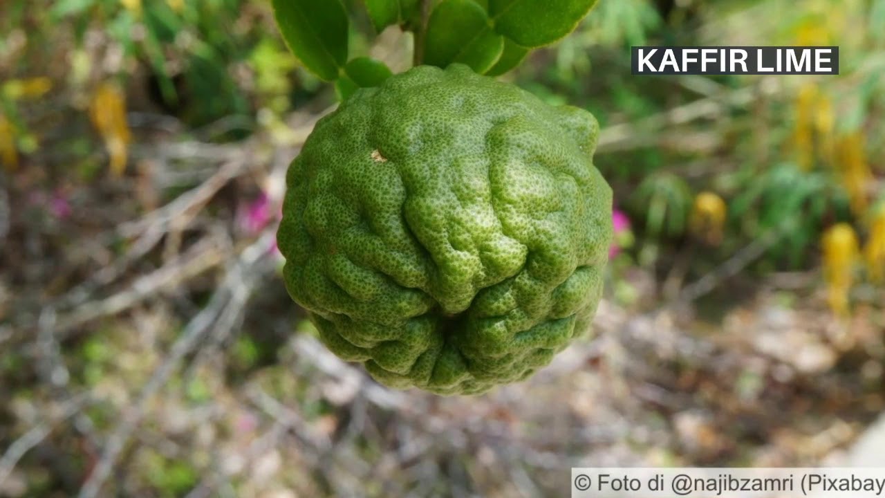 The Taste Seeker - Lista di 20 diverse tipologie di agrumi