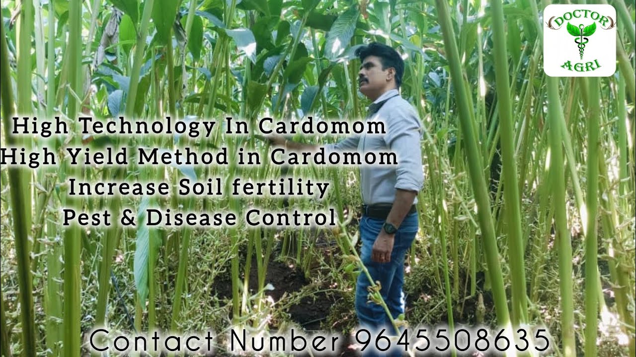 High Technology In Cardomom High YieldMethod in CardomomIncrease Soil fertility Pest&Disease Control