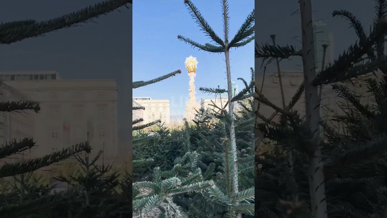 🌲  Gebrauchtbaumschau