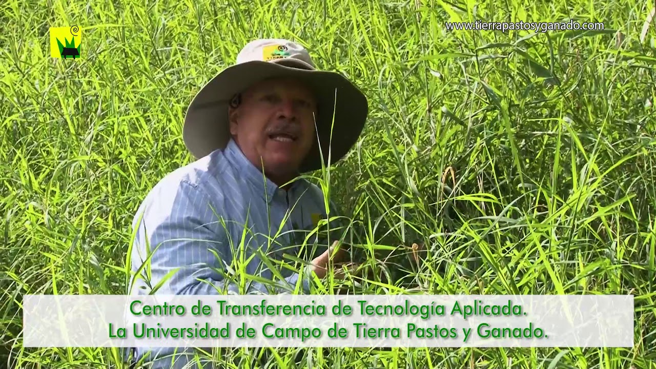 Importancia de la materia seca para el ganado de su finca | Tierra Pastos y Ganado