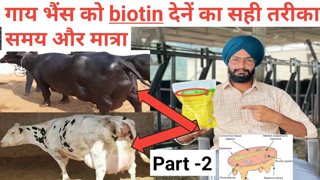 गाय भैंस को biotin देनें का सही तरीका । how to increase cow udder size । लेवटी बड़ाने वाला पाउडर ।