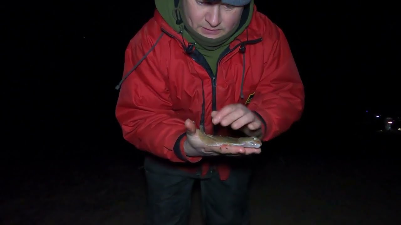 Catching spurdog and cod on a wexford beach in Ireland