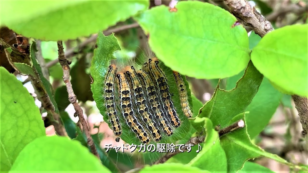 チャドクガの駆除♪薬剤散布で毛虫退治！