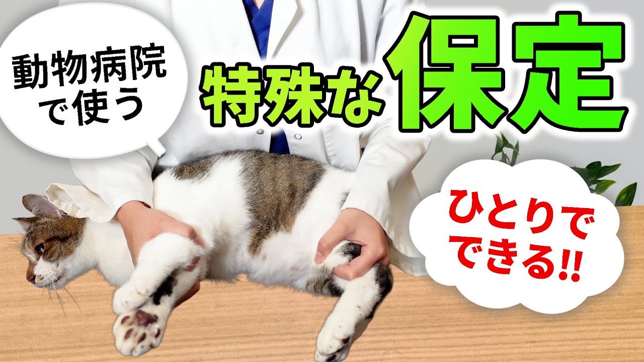 1人でできる！犬猫のちょっと特殊な【保定】 動物病院で必須！ ポイントを伝えながら現役獣医師が実践します！