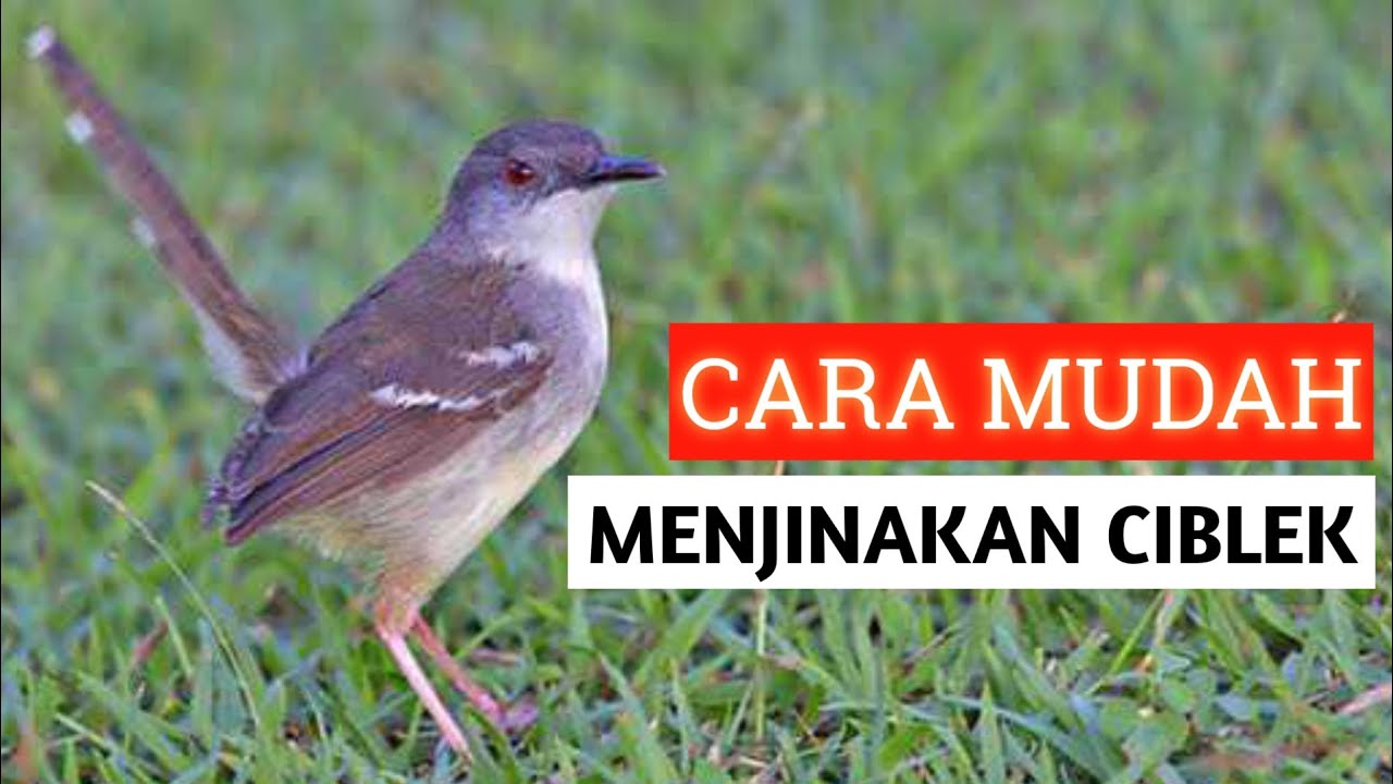 CARA MENJINAKAN CIBLEK