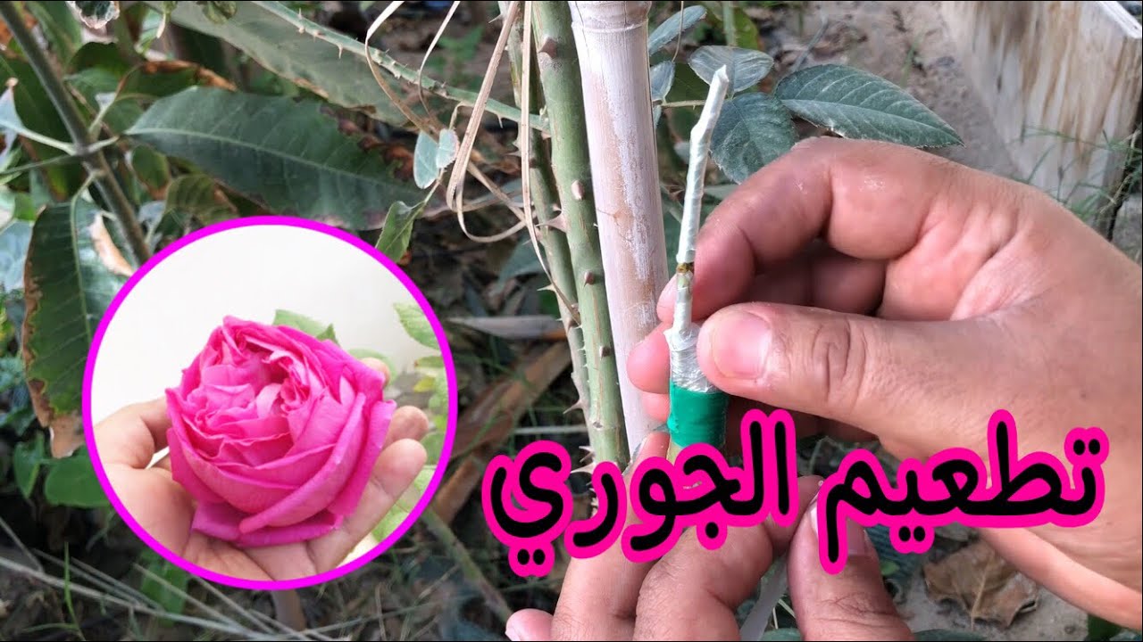تطعيم الجوري ( السلطاني / الدمشقي .. ) يناير ٢٠٢٢