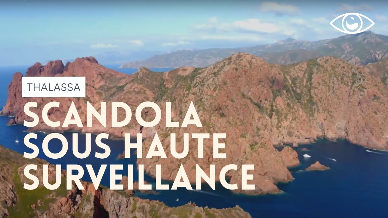 Corse : Scandola désormais sous haute surveillance - Thalassa