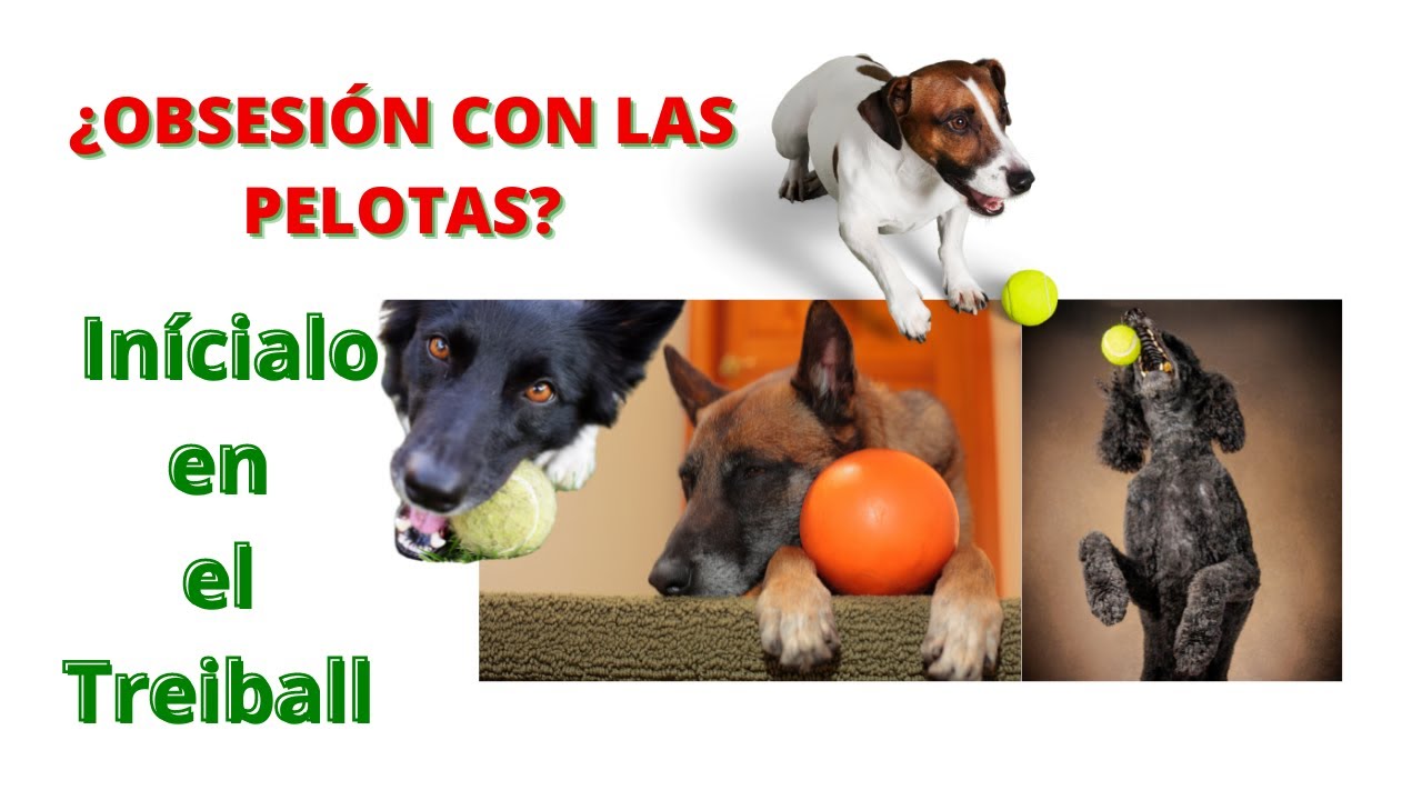 Cómo corregir la obsesión por las pelotas en los perros