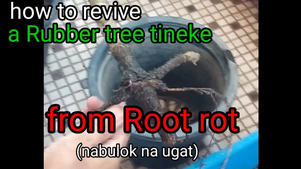 how to treat and revive Rubber tree (ficus elastica) from Root rot ( nabulok na ugat)