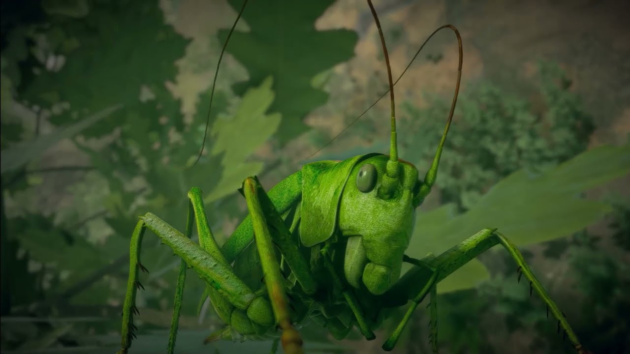 Do You know Insect Games?