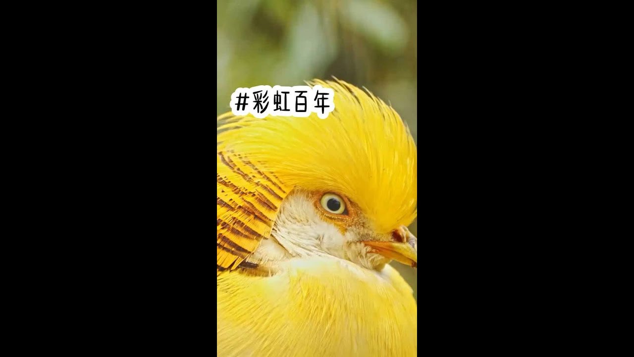 📚舒铭：（彩虹百年）后序在 QQ阅读勉费看 #推文超好看 #女生爱看的小说 #文荒推荐