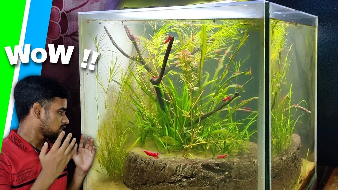 Shrimp Tank Update | Aquatic Bonsai