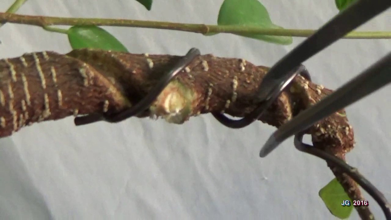 FICUS RETUSA Tiger bark Estilo Ne Agari Raíces expuestas 3ª parte  Poda alambrado y recorte maceta