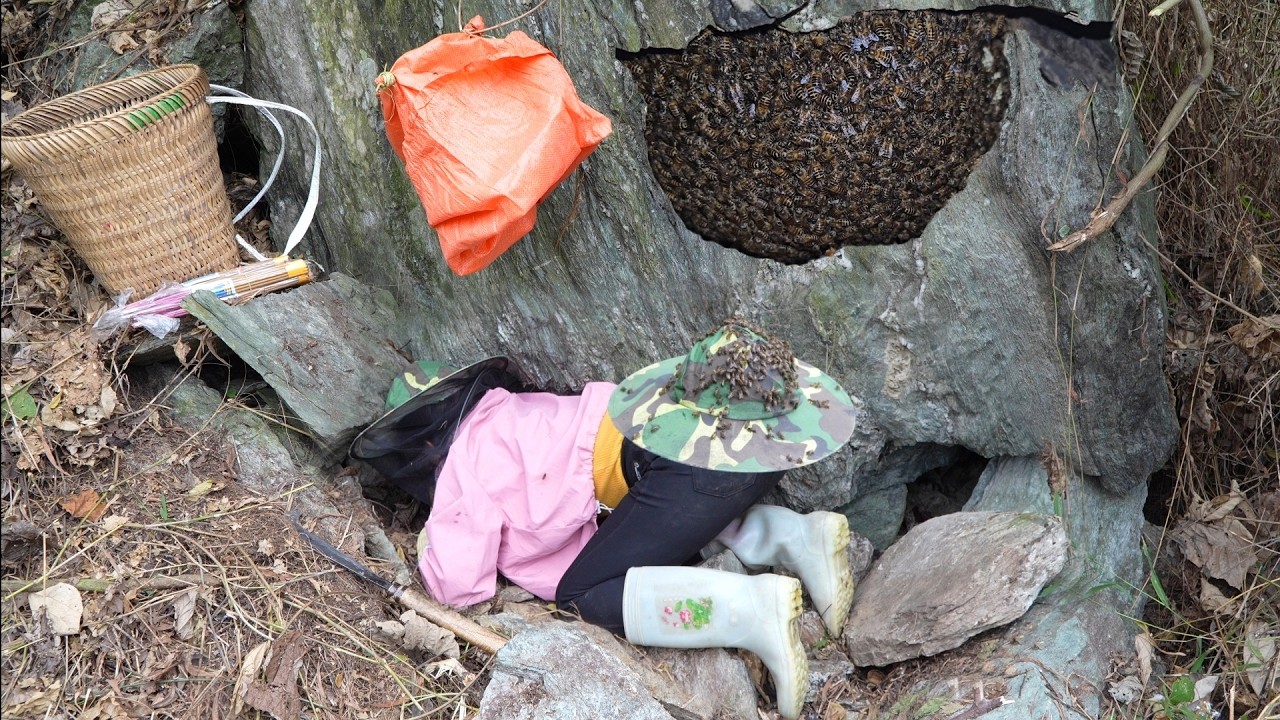 How I captured honey bee nests in the wild and brought them to my farm and cook bran for pigs to eat