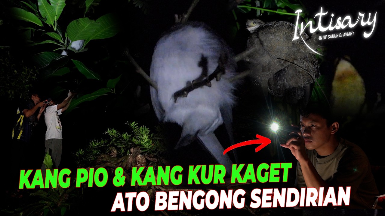 WADUH.. ADA BURUNG KEPALANYA HILANG ?? 😱  | INTISARY #6