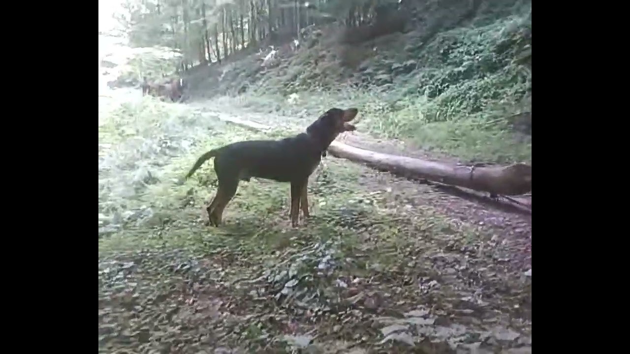 Paco copoiul, si calul :)